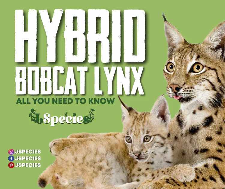 Hybrid bobcat lynx | All You Need To Know