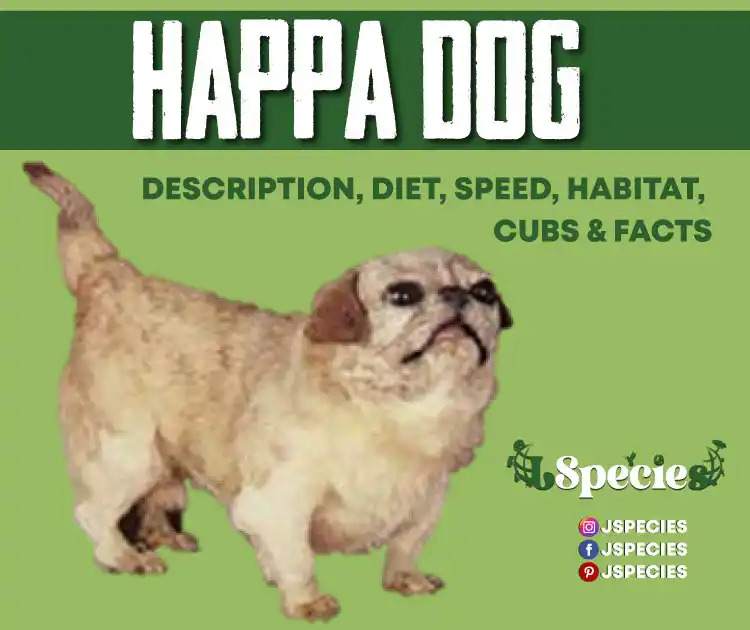 Happa Dog |Care Guide And Species Interesting Profile