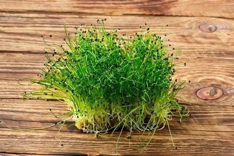Why Should You Add Cabbage Microgreens and Chive Sprouts to Your Diet? | by Highcountrymicrogreens | Feb, 2025 | Medium