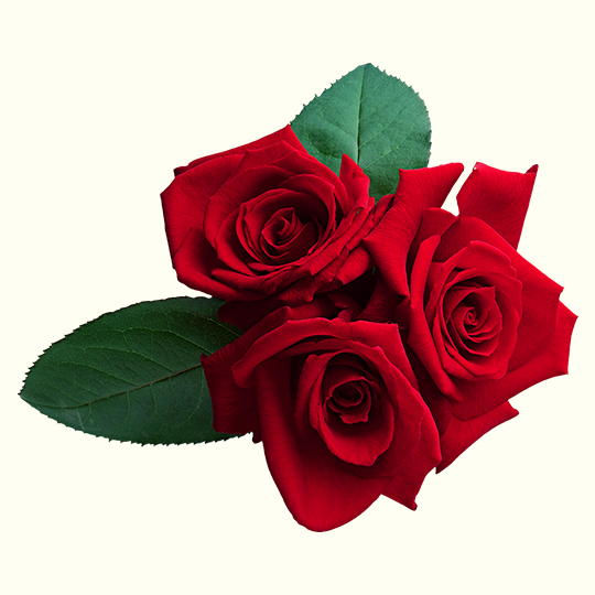 Buy Organic Rose Essential Oil Wholesale From Bulk Supplier