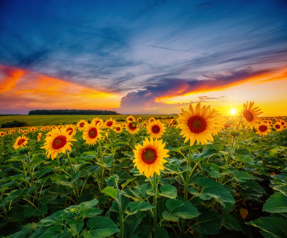 Best Times of Day to Photograph Flowers - Photography Talk