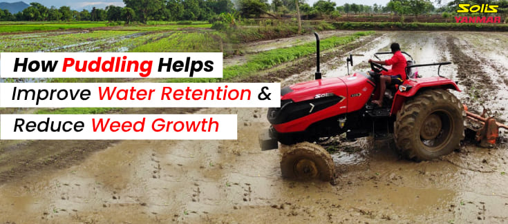 How Puddling Helps Improve Water Retention and Reduce Weed Growth