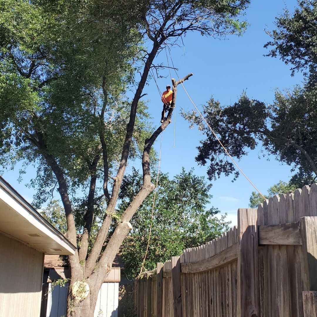 Why Boling Risk Assessment Tree Services Are Key to Environmental Safety Today?