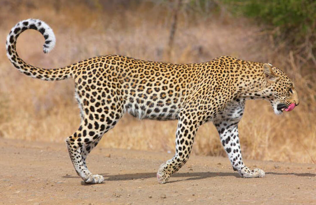 Hunting Leopard in Africa | Game Hunting Safaris