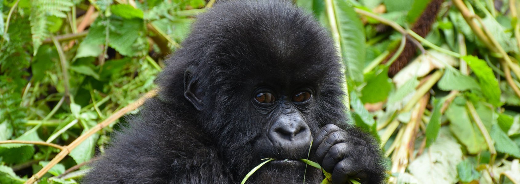 Africa Adventure Vacations Luxury African Safaris | Gorilla safaris