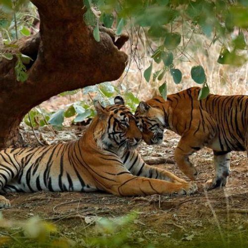 Ranthambore Tour Package From Jaipur | 5 Day Tour Packages