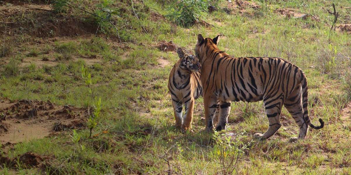 Explore Nature Tourism in India – The Sound Of Jungle