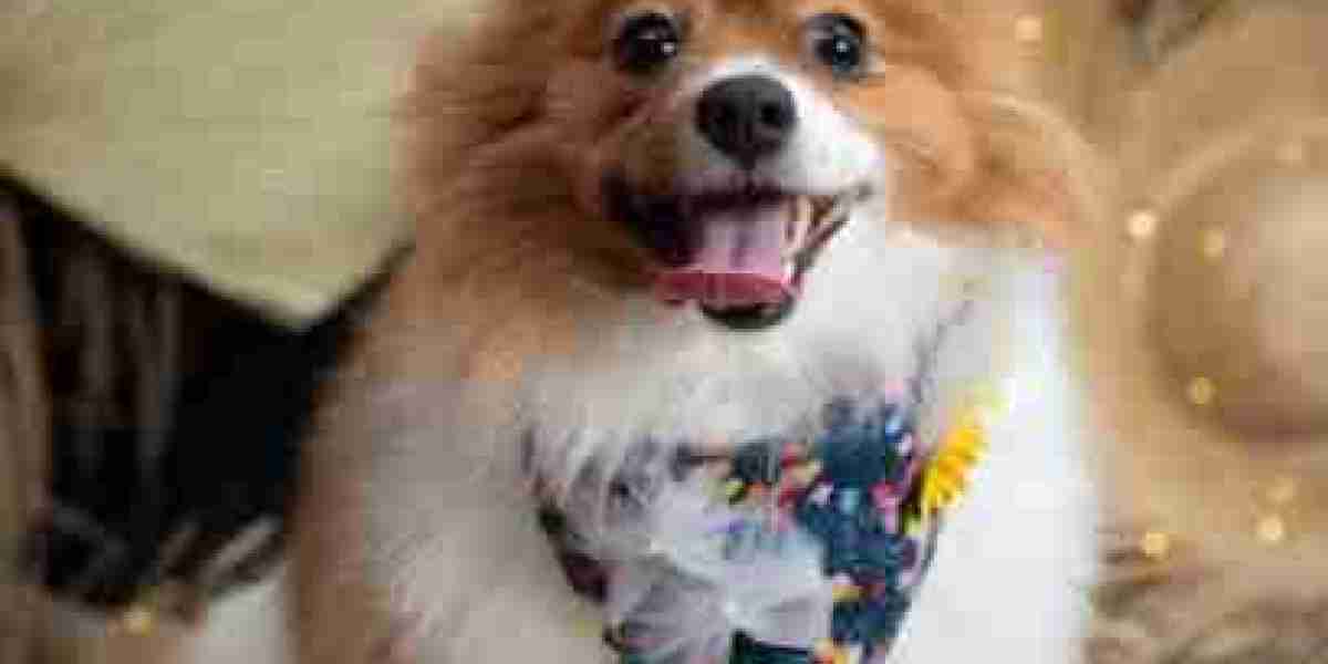 Why PIKAPIKA is a Game-Changer in the Pet Lifestyle Industry