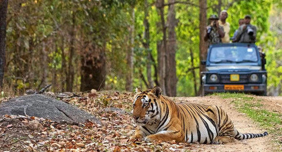 Top Wildlife Tour Company in India – The Sound Of Jungle – @thesoundofjungle on Tumblr