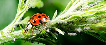 Beneficial Insects Market Size & Share | Forecasts Report and Trend Analysis