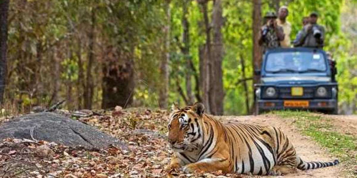 Top Wildlife Tour Company in India – The Sound Of Jungle
