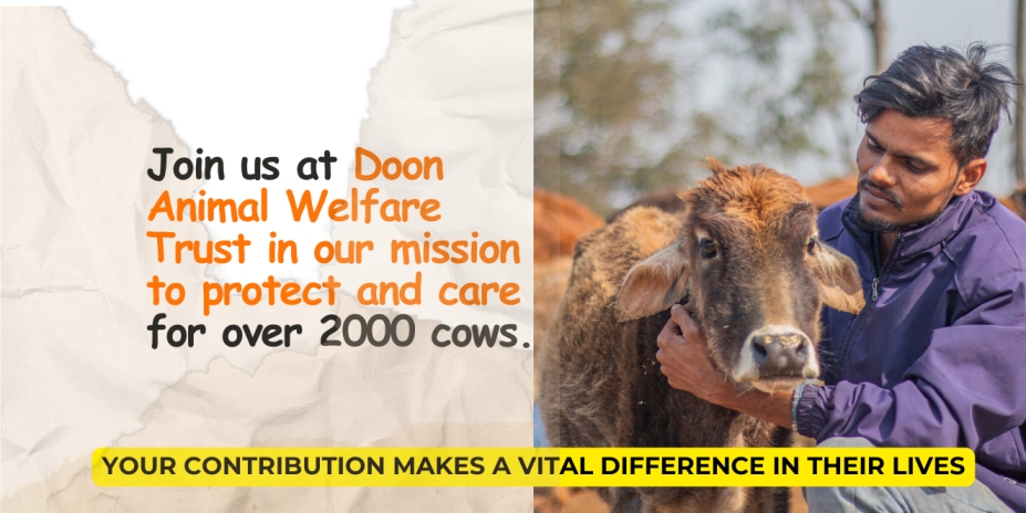 HELP US TO PROVIDING ESSENTIAL CARE FOR COWS