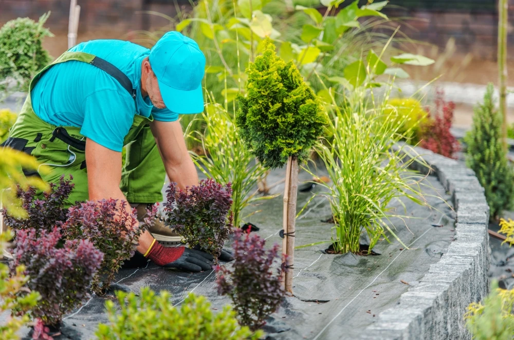 Choosing the Right Plants for Your Home -  WriteUpCafe