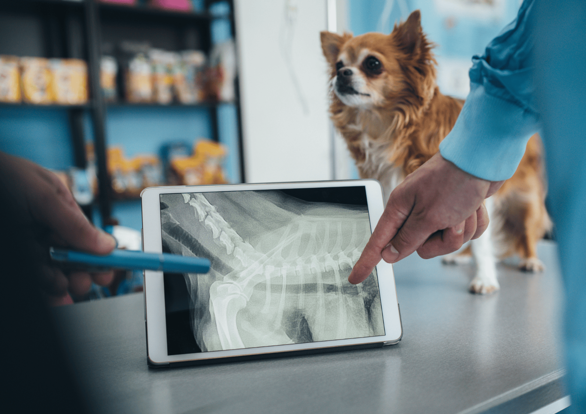 Pet Ultrasound & X-ray Clinic Dubai | Biovet Clinic