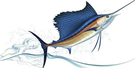 Costa Rica Fishing Charters: Top Species to Catch and Seasonal Insights.