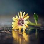 noor fatima
