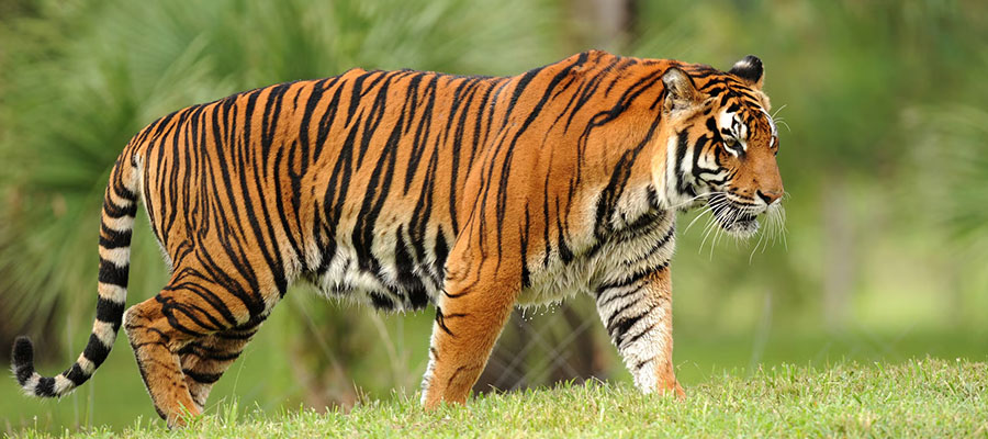 Ranthambore Tiger Reserve History and Its Famous Tigers - THE SOUND of JUNGLE