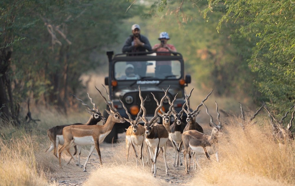Blackbuck Safari in India (2025–26): Where Grace Meets the Grasslands – India Safaris