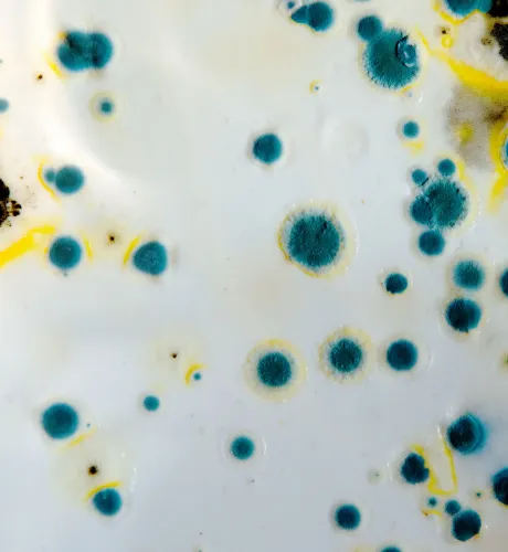 #1 Reliable Commercial & Residential Mold Testing Malibu CA