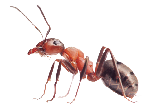 Ant Pest Control Las Vegas | Ant Exterminator | Safe and Reliable