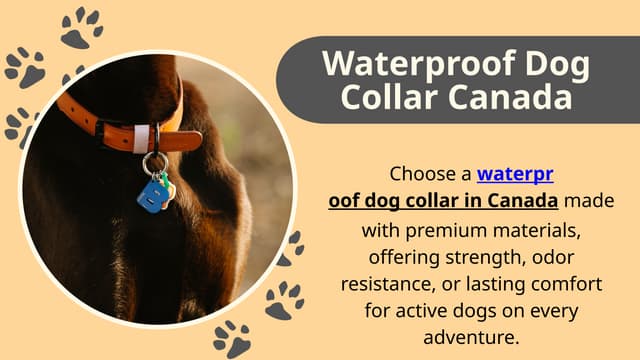 Waterproof Dog Collar Canada.       pptx | PPTX