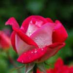 Esha Chanda