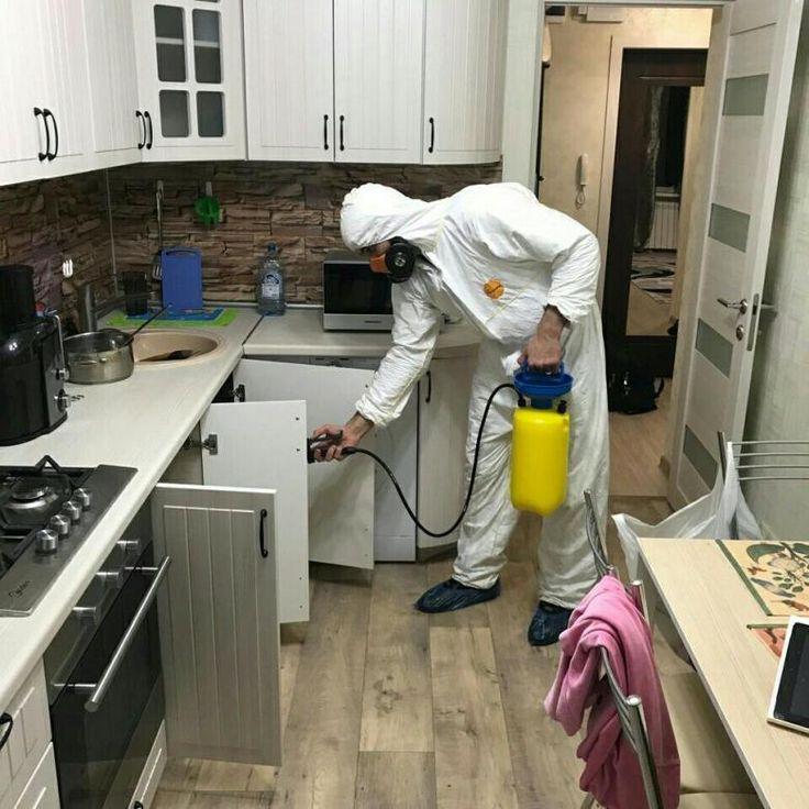 Pest Control in Brampton: Safeguarding Homes and Businesses