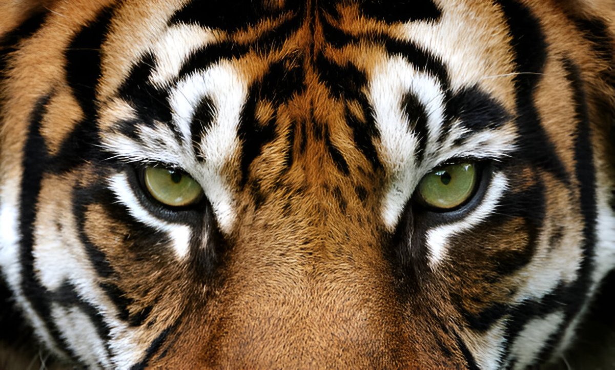 Tiger Safari India (2025-26) – All You Need to Know BEFORE You Go – India Safaris