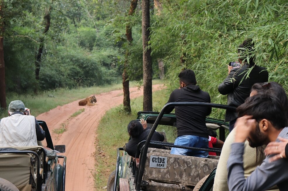 Bandhavgarh Jungle Safari in India (2025-26) – All You Need to Know BEFORE You Go – India Safaris