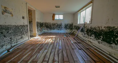 #1 Trusted Commercial & Residential Mold Testing Culver City
