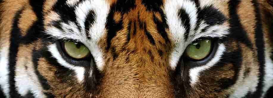 India Safaris