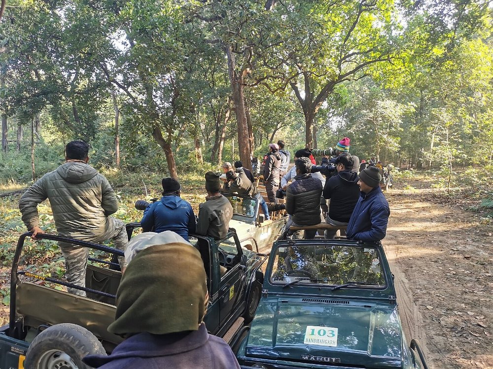 India Wildlife Safari (2025) – All You Need to Know BEFORE You Go – Trans India Holiday – Best Value Tours in India