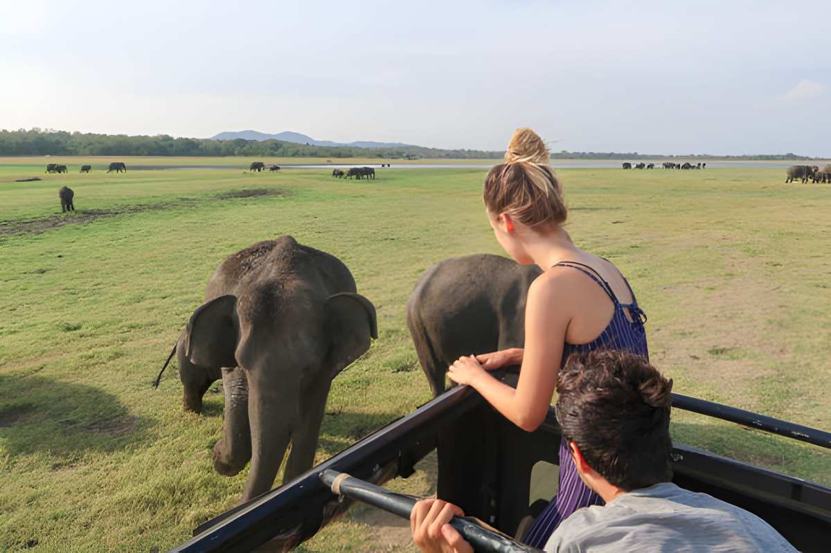 Which Is the Best Safari Experience in India Right Now? – India Safaris