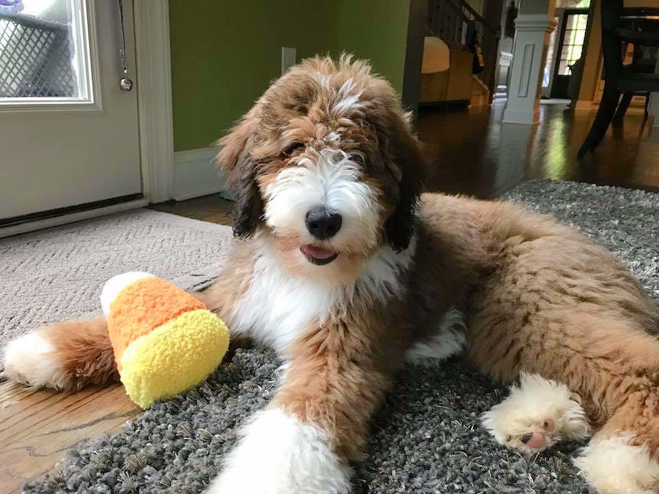 Premier Bernedoodles Breeders | Best Bernedoodle Breeder South Carolina