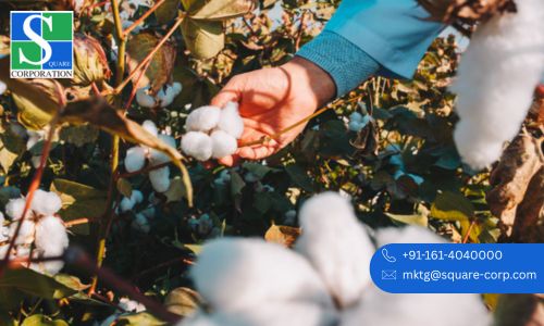 Building a Sustainable World with Organic Cotton
