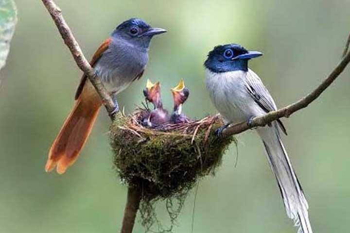 Which Season Is Best for Birding in India? Explore the Birdlife in India 2025-26 – India Safaris