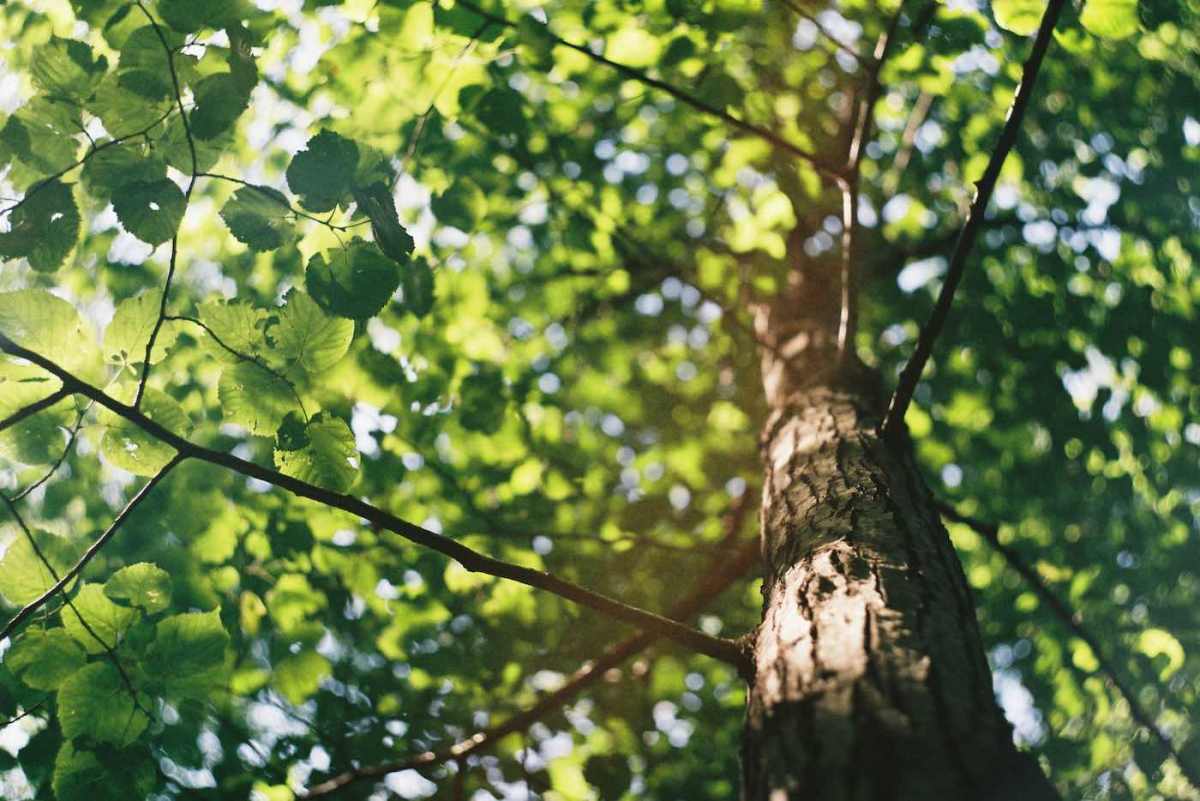 Where Can You Find Reliable Tree Removal and Surgeons Belfast? – Belfast Tree Surgeon