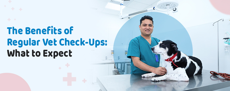 Benefits of Regular Vet Check Ups | CGS Hospital