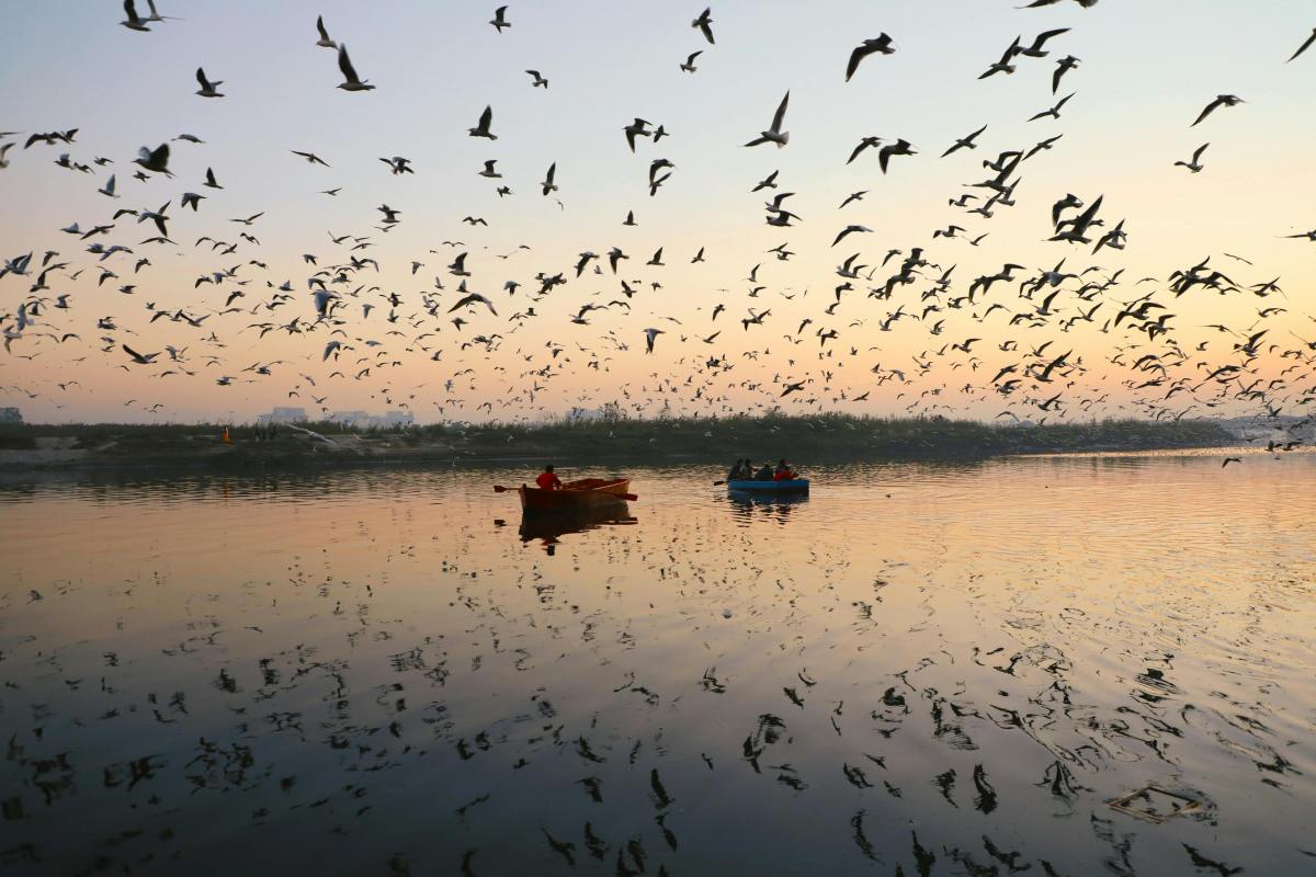 Which Indian Wildlife Reserve Is Known for Bird Watching? Ultimate Guide to India’s Avian Paradises – India Safaris