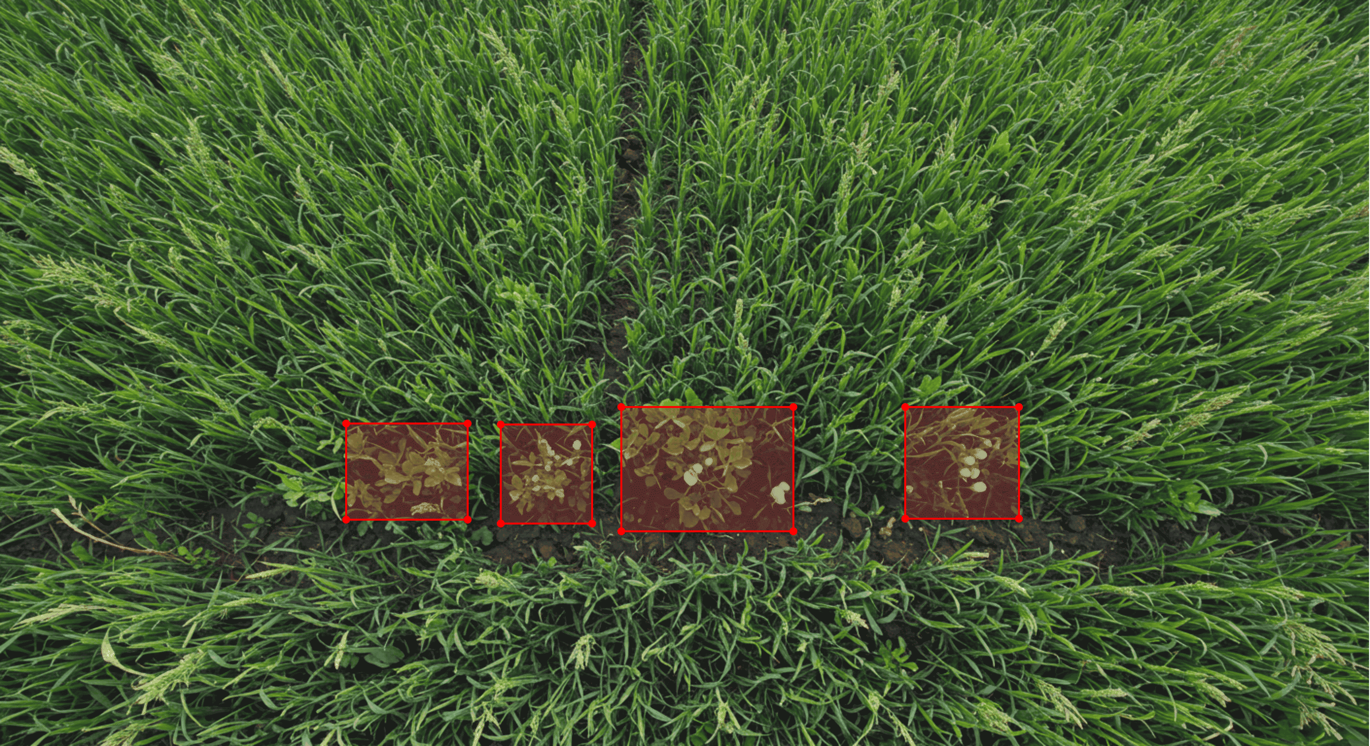 Knotweed Control - Effective Methods and Technologies