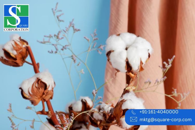 Sustainable Growth from India Organic Cotton Farms