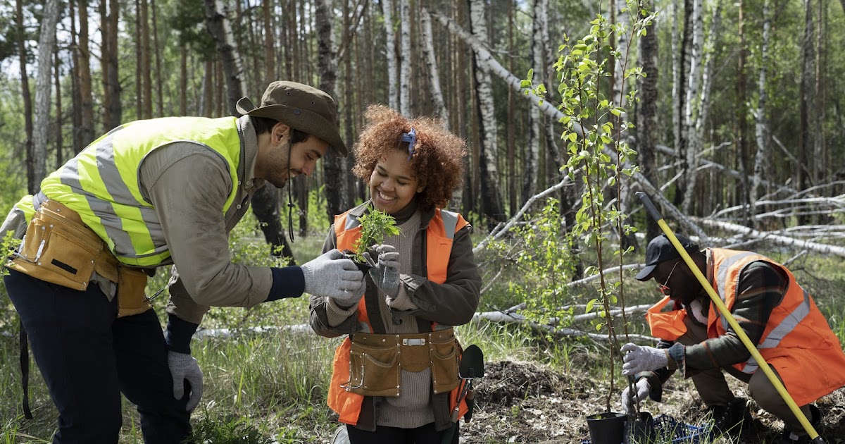 Where Can You Find Reliable Tree Removal and Surgeons Belfast?
