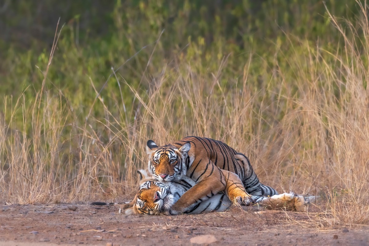 How to Plan a Tiger Safari in Central India? 2026 India Wildlife Tour Guide – Trans India Holiday – Best Value Tours in India