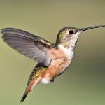 Solar energy in perth