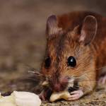 ratsremovalin melbourne