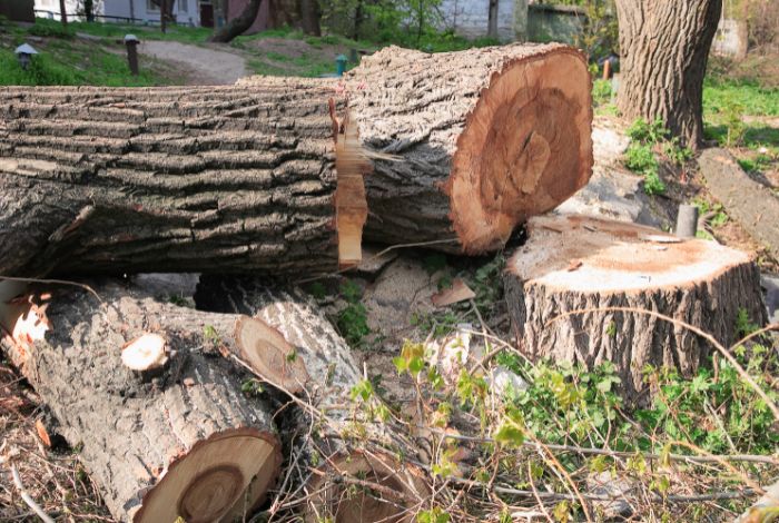 Tree Removal Midland