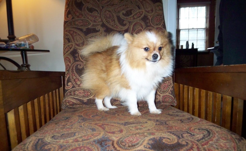 Are Orange Sable Miniature Pomeranians High Maintenance?