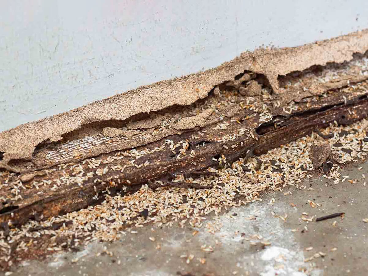 Wood Destroying Fungus Treatment - Black Water Consulting Services