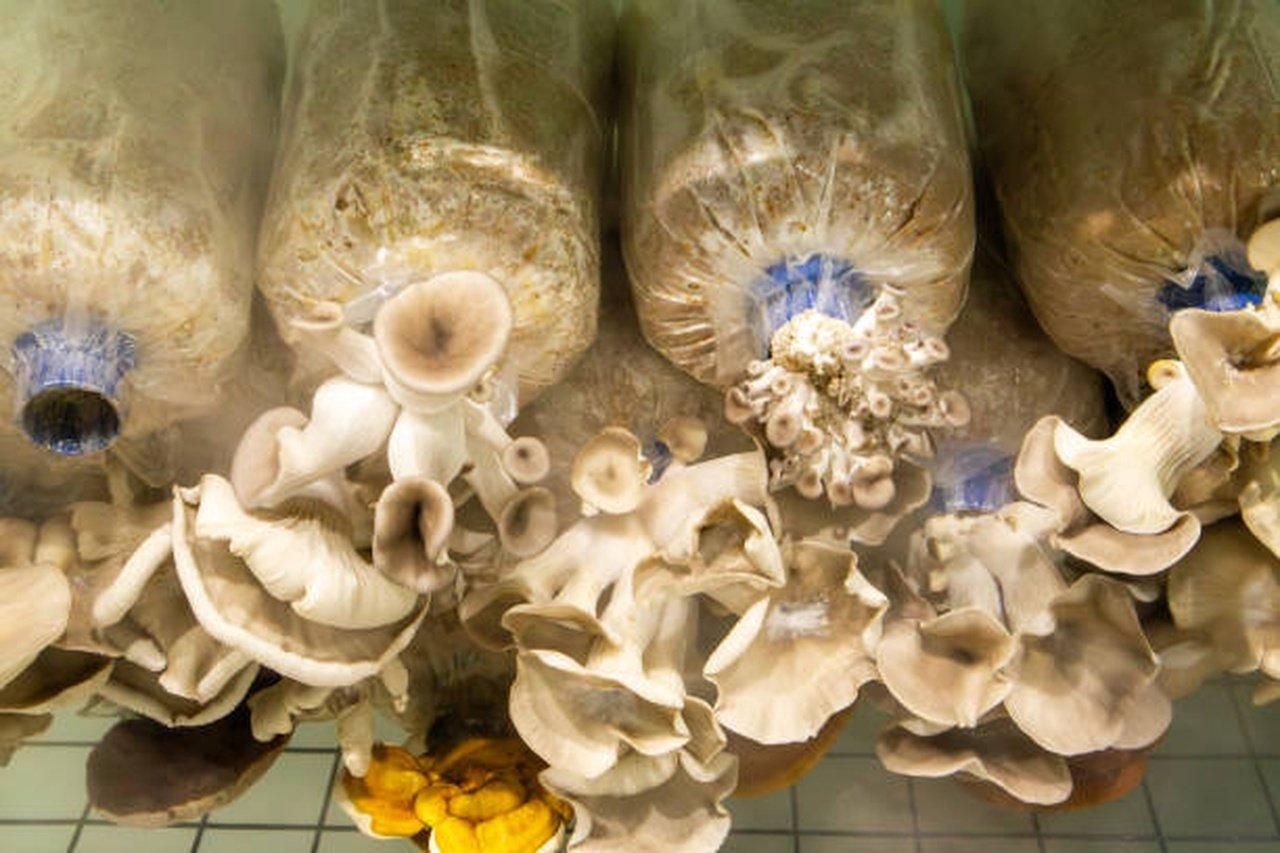 Why Liquid Culture Is Quietly Transforming How Growers Use Spores | Articles | Susan Armadale | Gan Jing World - Technology for Humanity | Video & Movie Streaming