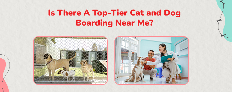 Dog Boarding Near Me | Cat Boarding Near Me